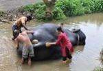 象の水浴