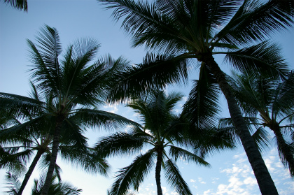 ワイキキスピリッツ