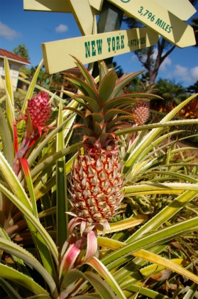 パインナップル3