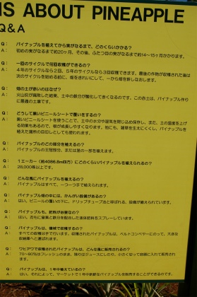 パイナップルについての案内板