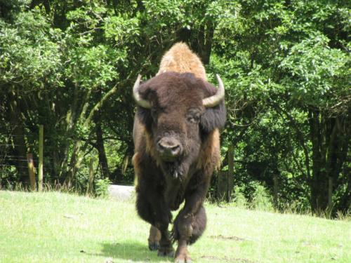 バッファロー