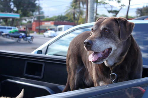 おとなしくご主人を待つ賢そうな犬