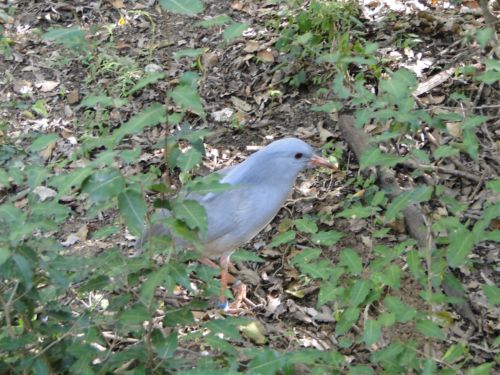 ニューカレドニア国鳥カグー 旅工房さんの旅行ブログ トラベルコ