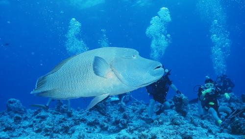 パラオナポレオン