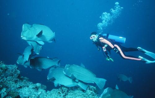 カンムリブダイ