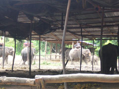 象トレッキング