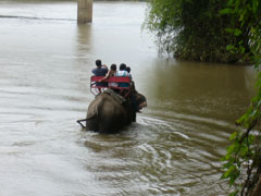 象トレッキング