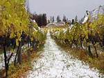 冬のワイナリーのブドウ畑