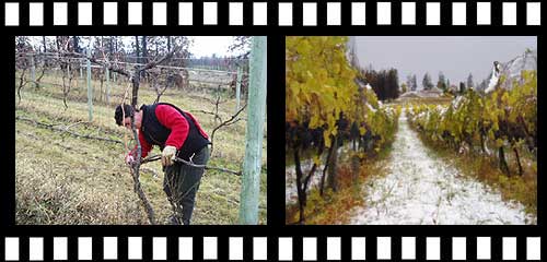 ひっそりとした冬のワイナリーを訪問する旅