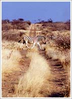 チータとスキンシップ2