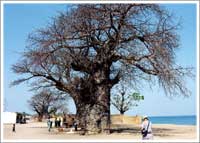 世界自然遺産「マラウイ湖」２