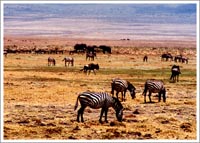 野生の王国・ンゴロンゴロ1