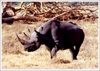 野生の王国・ンゴロンゴロ3