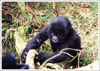 森の妖精・ゴリラのベイビー 2