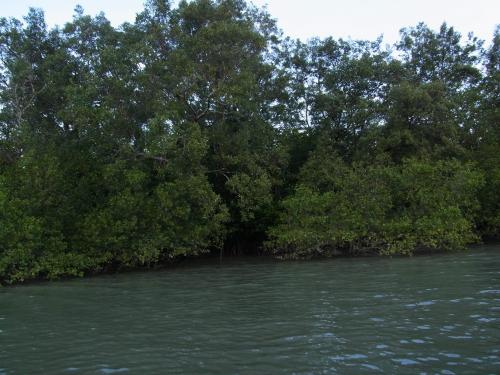 マングローブ