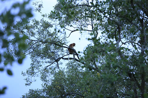 見つけた〜テングザル