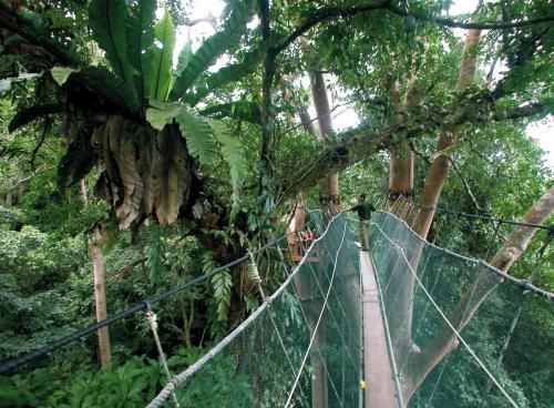 キャノピーウォーク