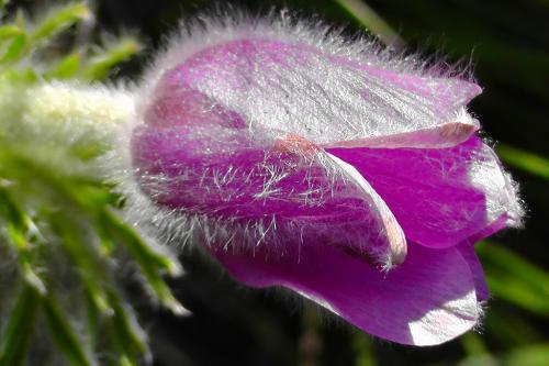 スイスの花たち２1