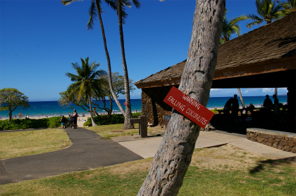 ココナッツ落下注意