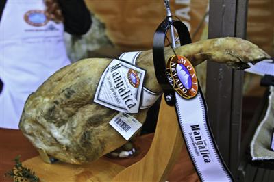 マンガリッツァ３