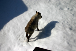 朝から参りました