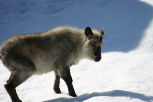 前から足が不自由