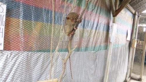 尾っぽはとても長い