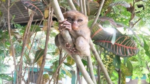 夜行性のため昼間は眠い