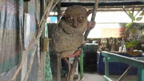 可愛いターシア