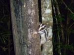 Striped Possum