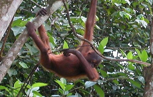 オランウータン