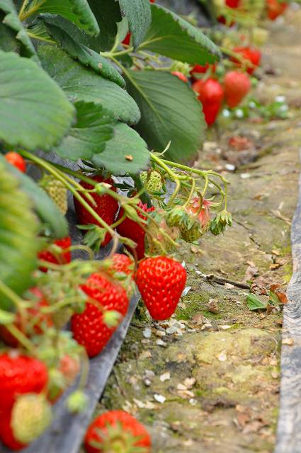 イチゴ狩6