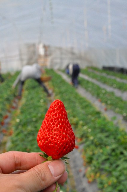 イチゴ狩7