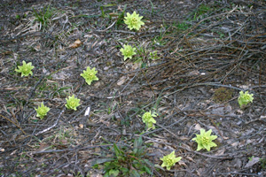 白川郷のフキノトウ