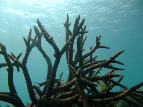 イキイキサンゴ