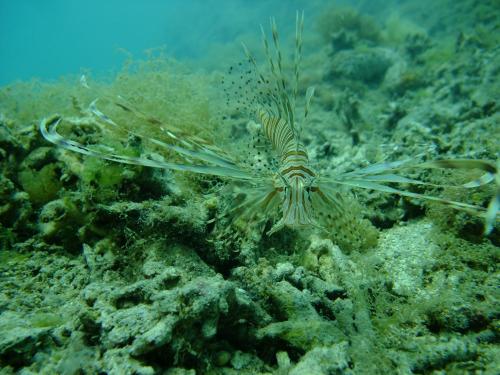 羽を広げて・・・