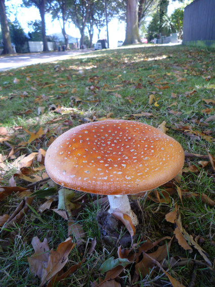 Ｐ１１２-０３９Ｆ