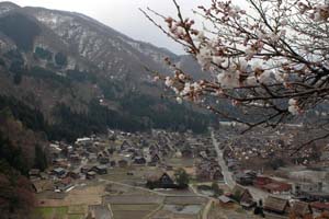 天守閣展望台の桜少し開花