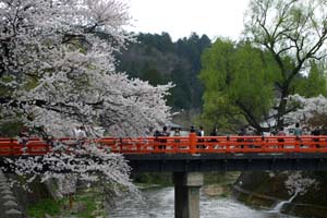 飛騨高山は桜満開