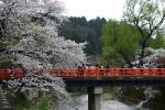 飛騨高山は桜満開