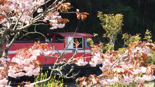 桜の中を走る列車