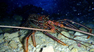 アクアデルレイ