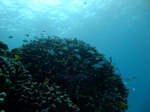 美しいサンゴ！！