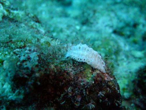 ハタタテハゼです♪