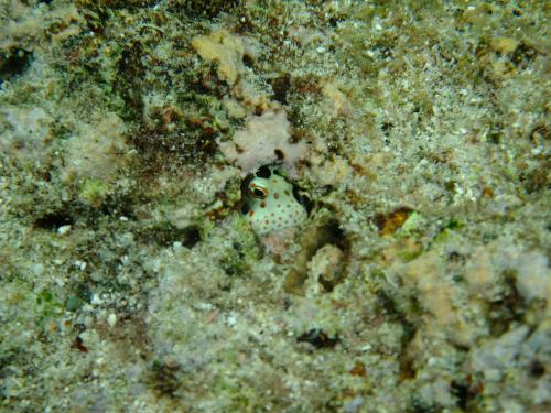 モンツキカエルウオ♪