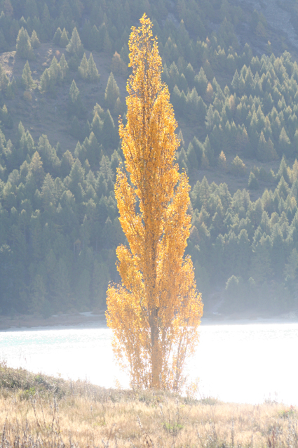 Ｐ１１３-００５Ｆ