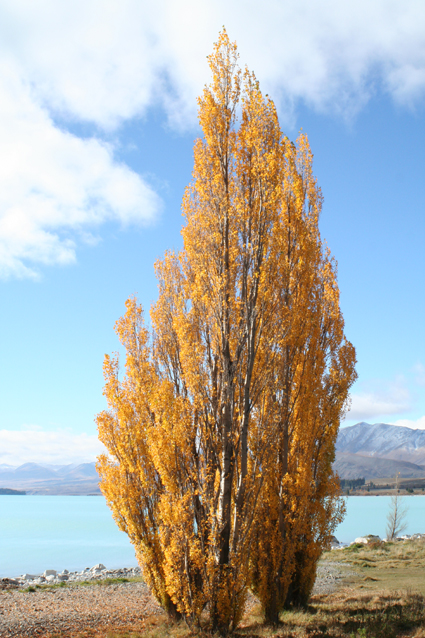 Ｐ１１３-００８Ｆ