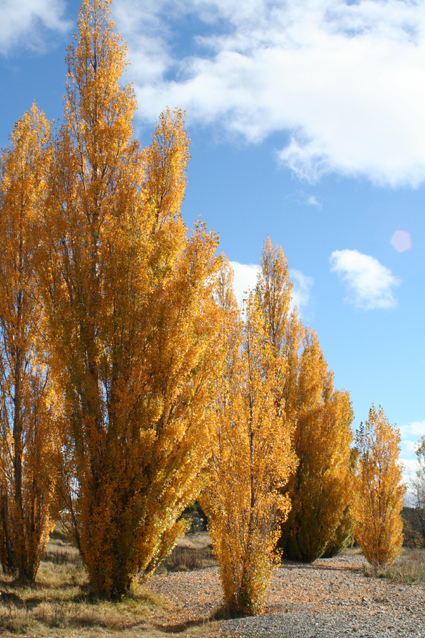 Ｐ１１３-０１３Ｆ