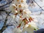 荘川桜開花