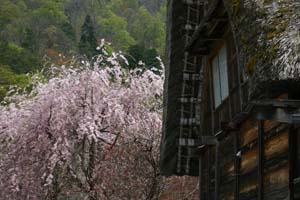 白川郷の春